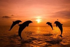 ¿Podrían los humanos y los delfines hablar entre ellos?