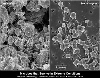 Hardy mikrobai gali būti laimingi Marse