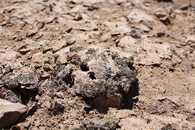 يمكن أن تساعد الصحراء في تشيلي في توضيح بيئة المريخ
