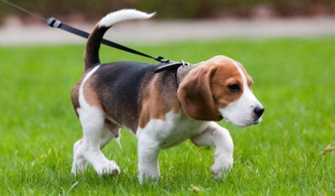 Un jour pour Beagle 2