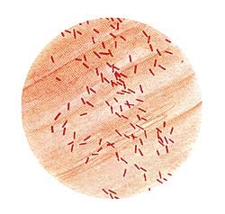 Bacterias encontradas bajo tierra