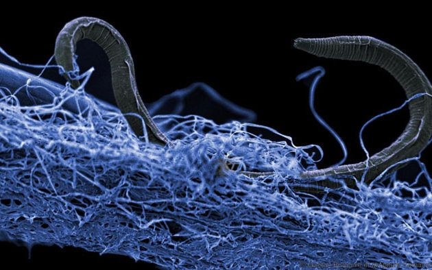 Bakterije najdemo globoko pod zemljo