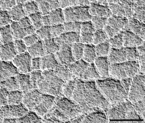 פריסת רדאר של מאדים אקספרס מתעכבת