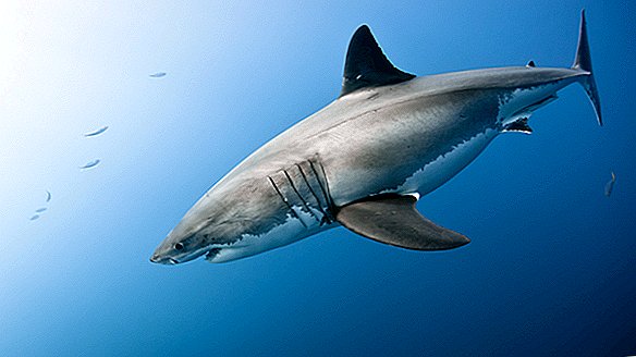 As 10 histórias mais legais sobre tubarões de 2019