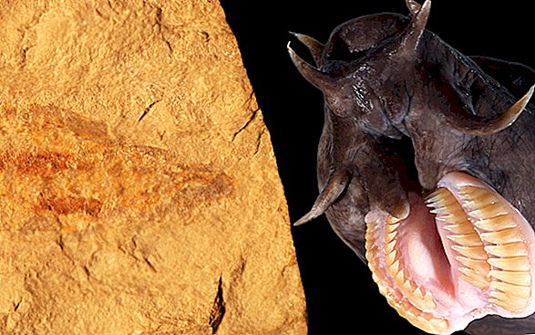 100 milijonų metų hagfish su rastais gleivių rinkiniais