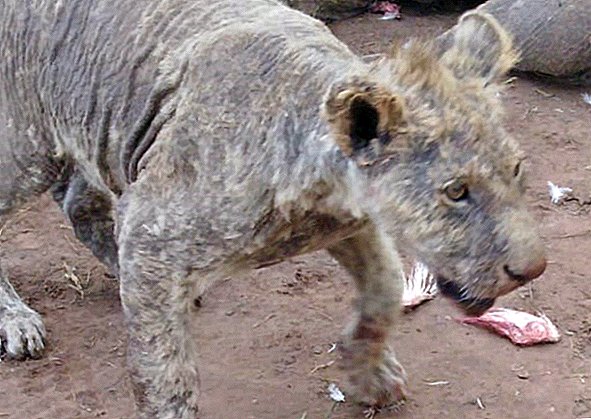 100-plus zaniedbane lwy znalezione z świerzbem, problemy neurologiczne, na farmie w RPA