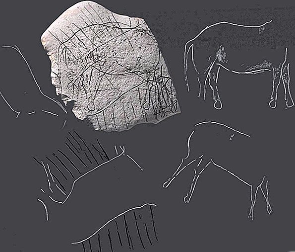 Gravură de cai „fără cap” de 12.000 de ani, descoperită în Franța