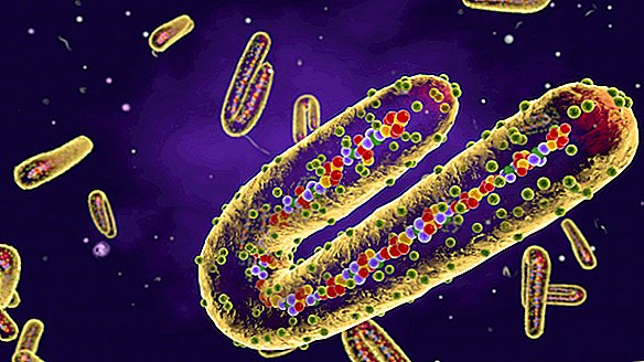 Die 12 tödlichsten Viren der Erde