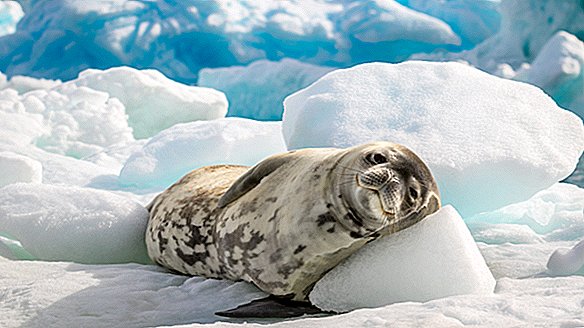 16 φορές η Ανταρκτική αποκάλυψε τη φαντασία της το 2019