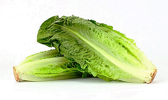 1. smrt vezana za izbijanje E. Coli u zelenoj salati - kako se ubija