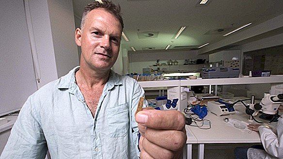 Kit de tatouage polynésien de 2700 ans trouvé - et les `` aiguilles '' étaient faites d'os humain.