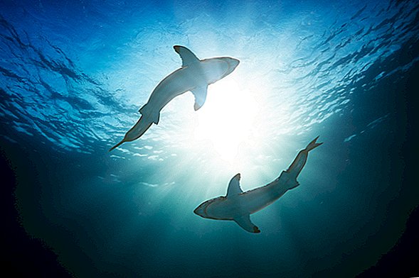 2018 Lichtblick: Haie haben uns weniger gebissen