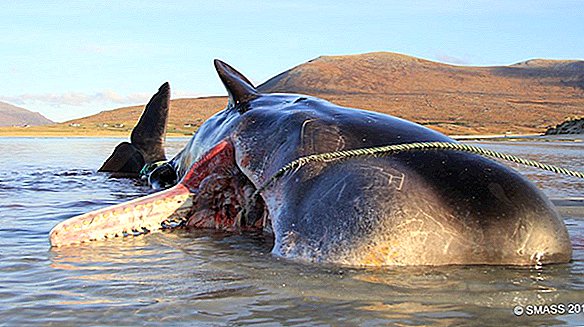 220 libras 'Bola de arena' encontrada dentro del vientre de un cachalote muerto