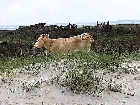 3 Kühe, die vom Hurrikan Dorian auf See gefegt wurden, wurden friedlich auf einer meilenweit entfernten Insel gefunden