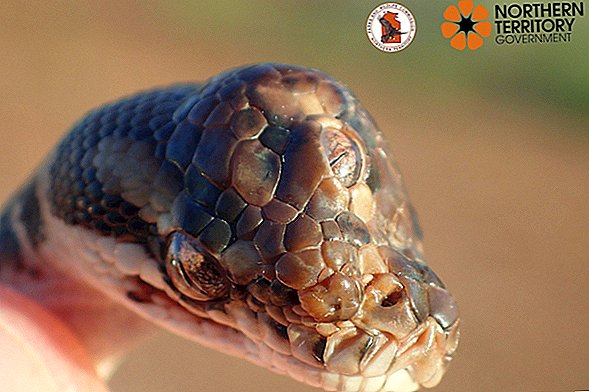Șarpele cu 3 ochi găsit în Australia surprinde Rangers