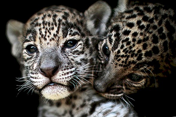 3-kojų „Jaguar“ pagimdo jauniklius Argentinos parke
