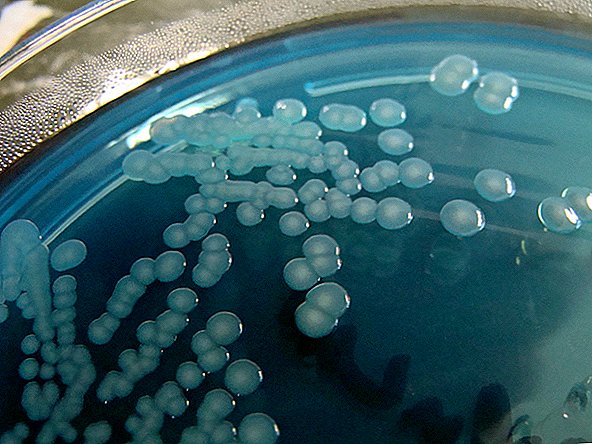 4 штамма бактерий вызывают смертельную инфекцию, питающуюся плотью