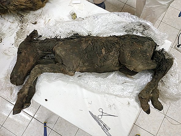 Un poulain de 42 000 ans enterré dans la glace avait encore du sang liquide dans ses veines