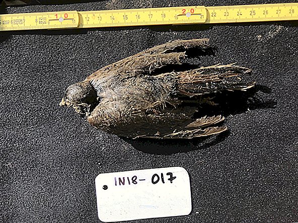 طائر يبلغ من العمر 46000 عام ، مجمد في التربة الصقيعية في سيبيريا ، يبدو أنه "مات قبل أيام قليلة"