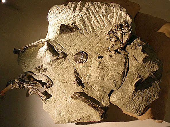 Coruja fóssil de 48 milhões de anos é quase perfeitamente preservada