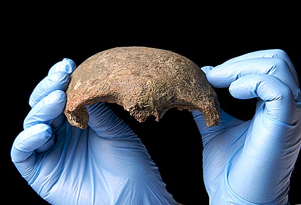 5 600 år gammal mänsklig skalleben som fiskades ur teman av Lucky 'Mudlarker'