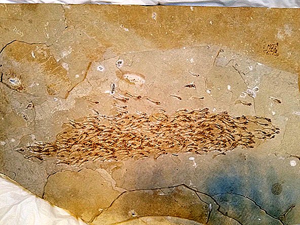 Das 50 Millionen Jahre alte Fossil zeigt die Schule der Babyfische in ihren letzten Augenblicken