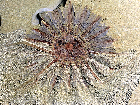 Das 520 Millionen Jahre alte Seeungeheuer hatte 18 Mundtentakeln