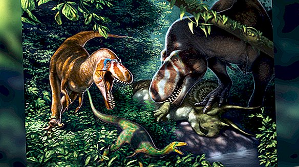 Scheletri T. Rex alti 6 piedi non una nuova specie di pigmei, solo adolescenti