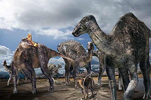 6900万年前、クレステッドダックビルド恐竜が温かく森の北極を歩き回った