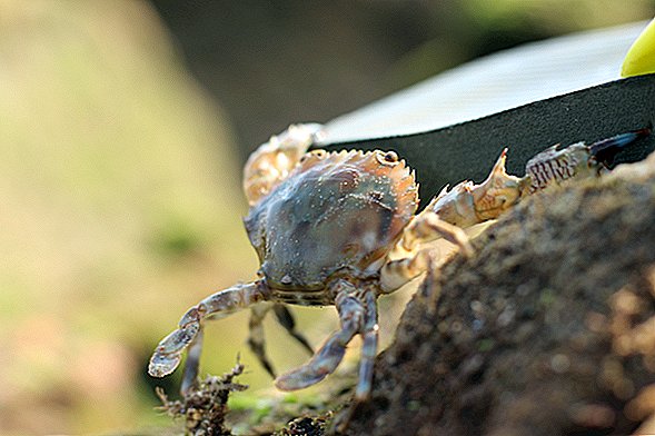 Ácido no Oceano Pacífico está literalmente corroendo as conchas dos caranguejos