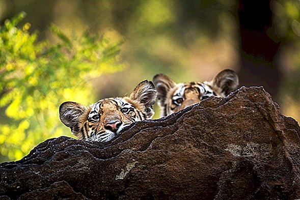 Прекрасни исјечак младунаца тигрова који уче да се боре растопит ће вам срце на овај 'арктички' дан