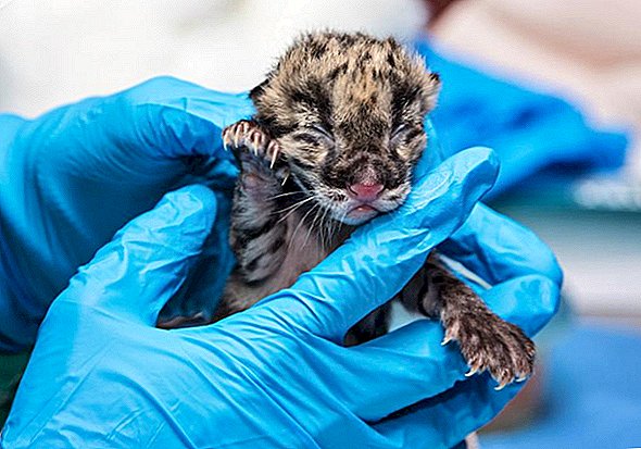 Successo di conservazione dei segnali di nascita del cucciolo di leopardo appannato adorabile