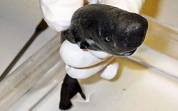 Adorable requin tient dans votre main, ressemble à un mini cachalot
