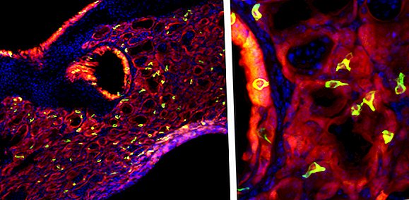 Après une crise de grippe, les souris poussent des cellules de bourgeons gustatives dans leurs poumons