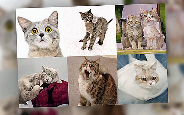 L'intelligenza artificiale fa schifo a fare foto di gatti adorabili, manca chiaramente l'intero punto di Internet