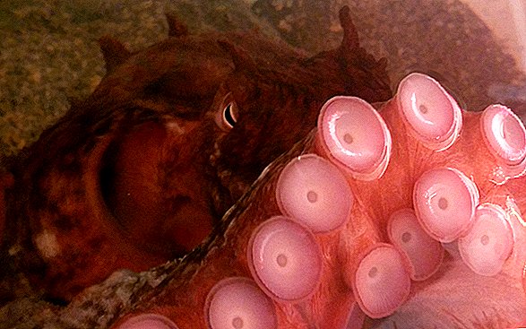 Viața extraterestră ar putea „gândi” mai mult ca un caracatiță decât ca un om