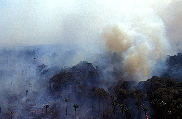 Amazonin metsäpalot ovat kauhistuttavia, mutta ne eivät tuhoa maan hapen tarjontaa