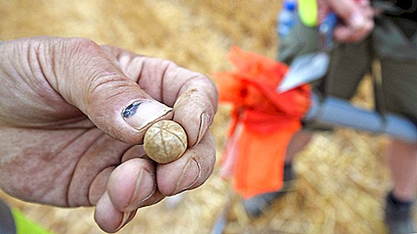 Membros amputados e bolas de mosquete são desenterrados em Waterloo, 200 anos após a derrota de Napoleão