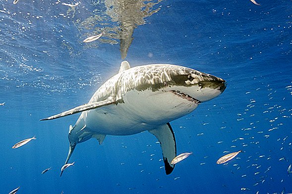 Um enorme tubarão branco enorme está cruzando em direção aos bancos externos. Mas não há nada a temer.