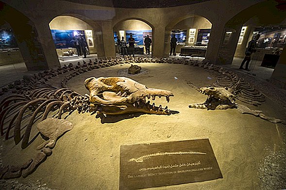 Anciennes baleines crânes de baleines broyées de 50 pieds de long pour le dîner
