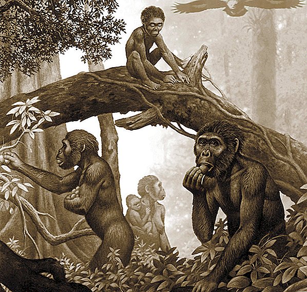 Mono antiguo con 'piernas humanas' y 'brazos de orangután' movidos como ninguna otra criatura en la Tierra
