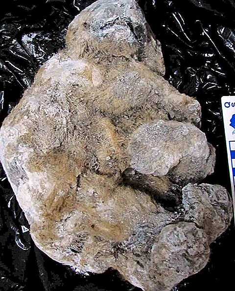 Az ősi barlang oroszlán kölykök zúzott és fagyasztott Oroszországban találhatók
