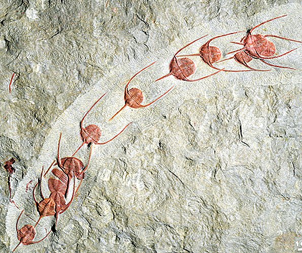 Las antiguas 'Cucarachas del mar' se fosilizan mientras juegan 'Sigue al líder'