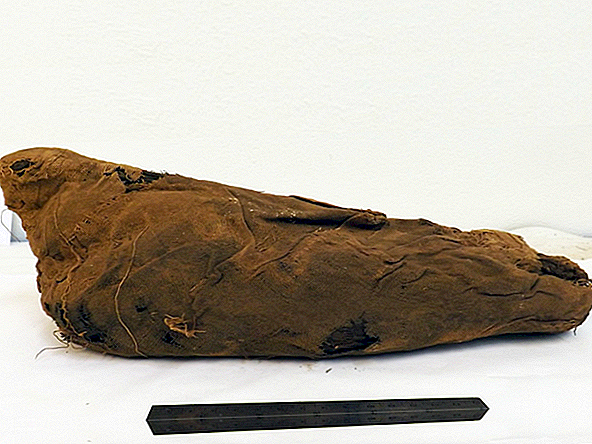 Древните египтяни могат да накарат милиони диви птици да се жертват и да се превърнат в мумии