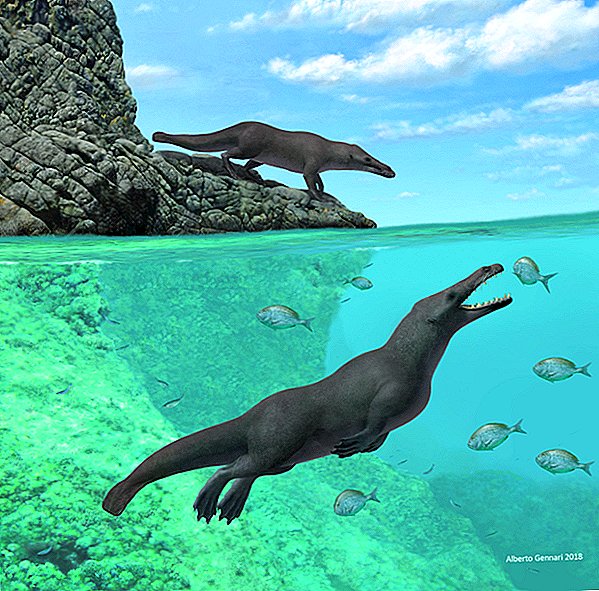 La antigua ballena de cuatro patas nadó a través de los océanos, caminó por los continentes