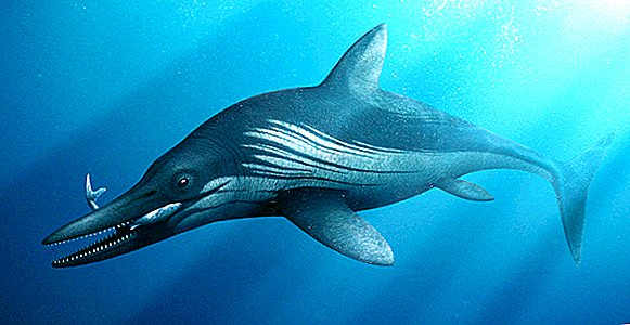 Eski deniz canavarı'nın kafası büyük dişler ve sahte kemikler tutar