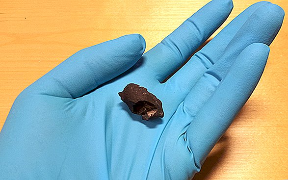 Les anciennes liasses de «chewing-gum» contiennent le plus ancien ADN humain de Scandinavie