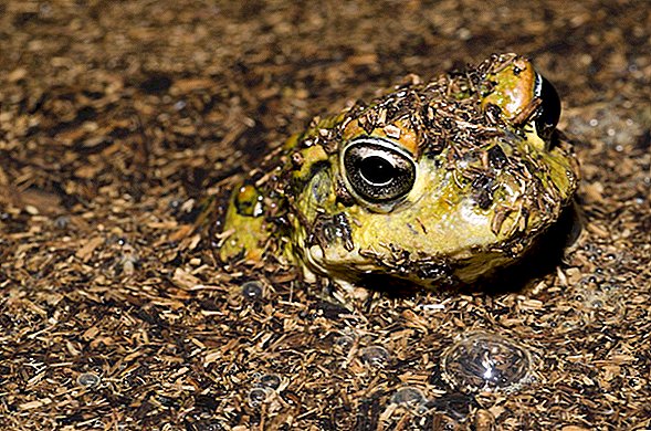 Секс тварин: як це роблять західні жаби
