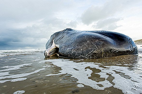 Outra baleia morta cheia de plástico. Desta vez, na Itália.