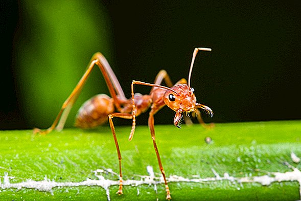 Hormigas: de lo fresco a lo espeluznante